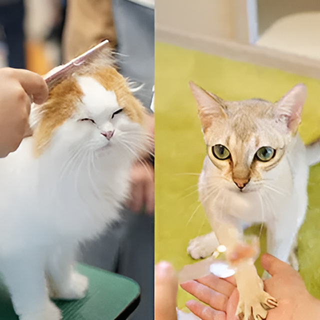 専門学校　福岡ビジョナリーアーツ 【ペット・看護】3専攻よくばり体験【ニャンコ希望の方】1