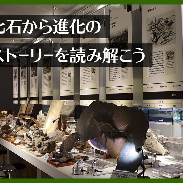 ＴＣＡ東京ＥＣＯ動物海洋専門学校 化石から進化のストーリーを読み解こう1