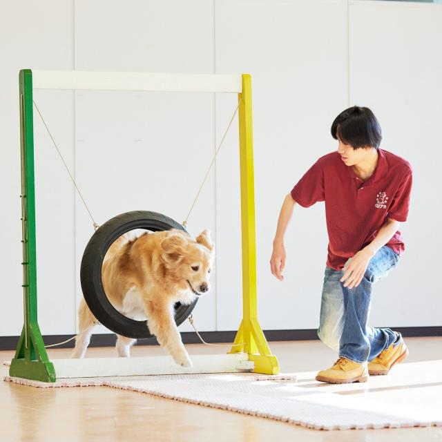 専門学校 東京ビジネス・アカデミー 大型犬と触れ合える！トレーニング体験2