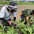 野菜づくり実習★ナスとキュウリを収穫！夏の畑を満喫しよう／テクノ・ホルティ園芸専門学校