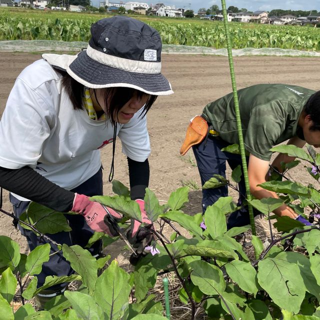テクノ・ホルティ園芸専門学校 野菜づくり実習★ナスとキュウリを収穫！夏の畑を満喫しよう1