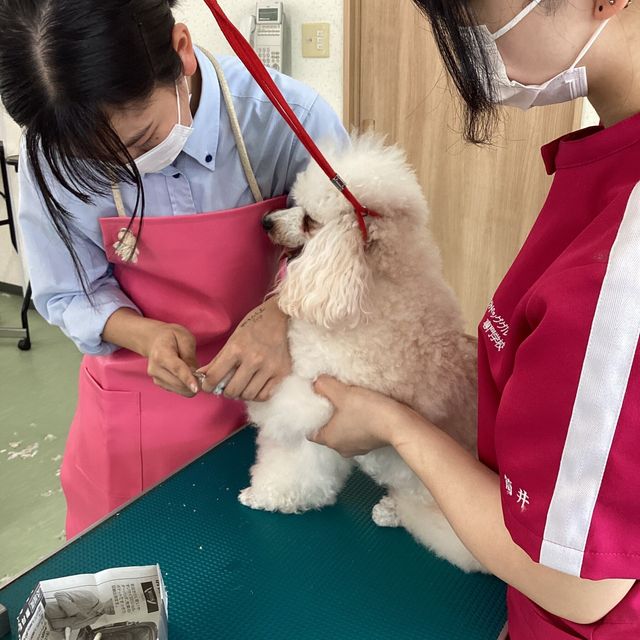 大分ドッググルーミング専門学校 【毎年参加満足度◎】犬のトリミング体験/学校説明★予約受付中4