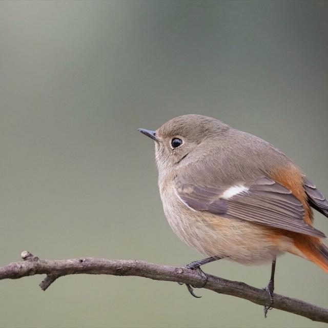 東京環境工科専門学校 『冬鳥を観察しよう』体験授業を同時開催！1