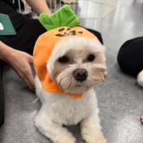 わんちゃんベストショットを撮ろう！ モフモフ体験＆写真撮影会の詳細