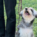 群馬動物専門学校 音楽に合わせて楽しくトレーニングin名犬キャンパス