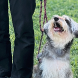 音楽に合わせて楽しくトレーニングin名犬キャンパスの詳細