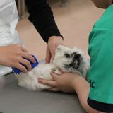 小動物のおせわ体験の詳細