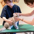 専門学校ビジョナリーアーツ ニャンコの健康チェックをしてみよう！