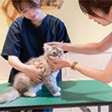 ニャンコの健康チェックをしてみよう！の詳細