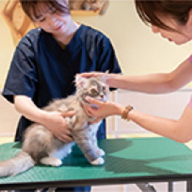専門学校ビジョナリーアーツ ニャンコの健康チェックをしてみよう！1