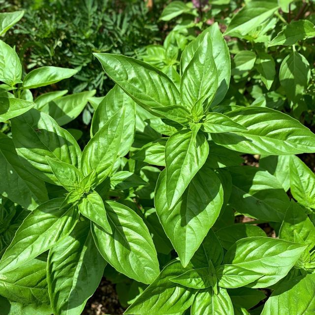 テクノ・ホルティ園芸専門学校 野菜づくり実習★香り豊かなハーブ、バジルの栽培に挑戦！1