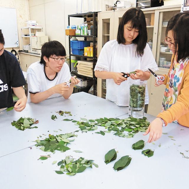 日本自然環境専門学校 樹木から天然アロマを抽出3