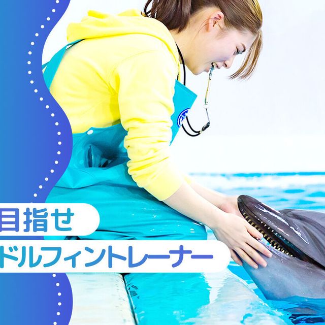 大阪ＥＣＯ動物海洋専門学校 ドルフィントレーナー体験1