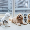専門学校　福岡ビジョナリーアーツ 【ペット】犬舎体験