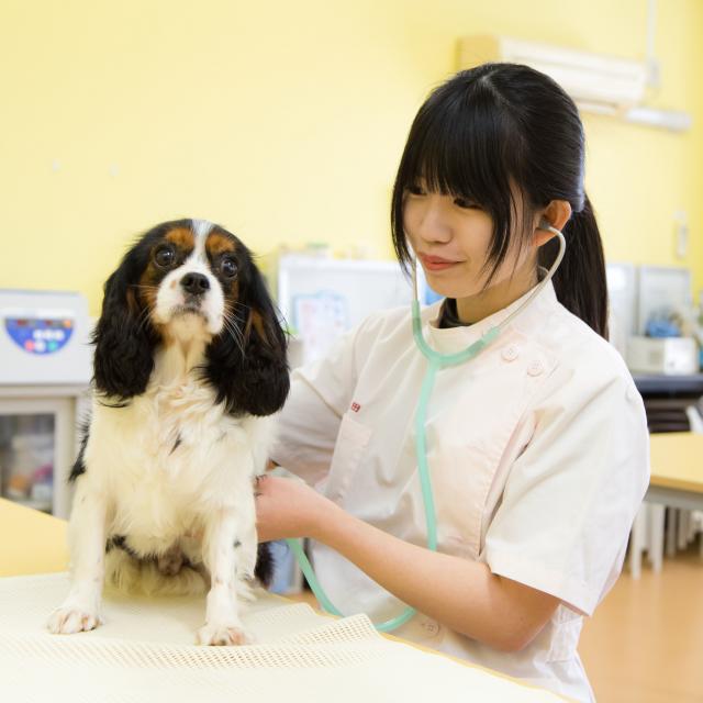 YICビジネスアート専門学校 12/8(日)【ペット】トリマー・動物看護師の仕事って?1