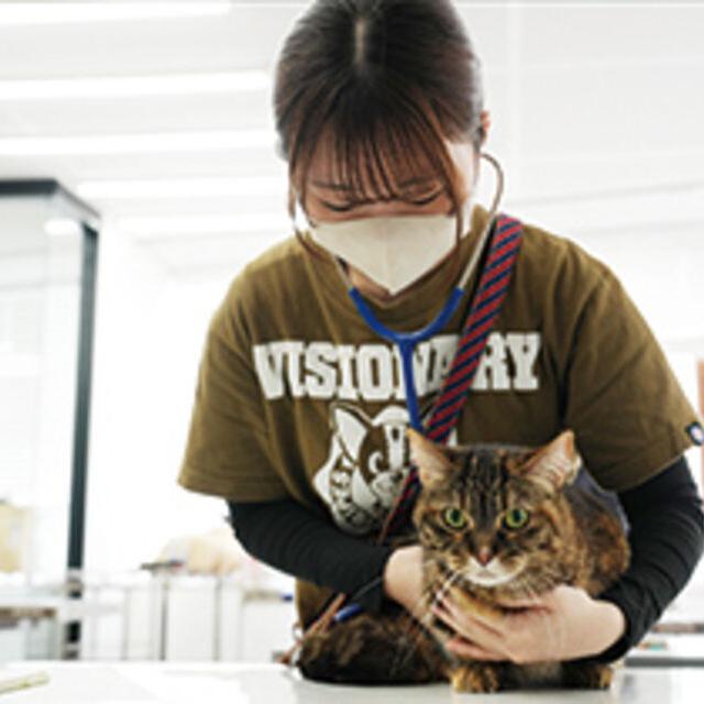 専門学校ビジョナリーアーツ ニャンコの健康チェック1