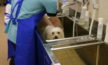 ｙｉｃ京都ペット総合専門学校のブログインフォ一覧 7 スタディサプリ 進路