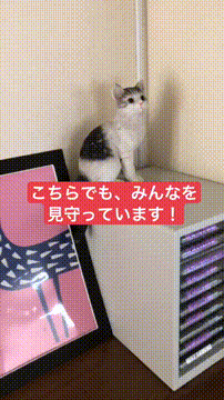 OCカメラサムネイル画像