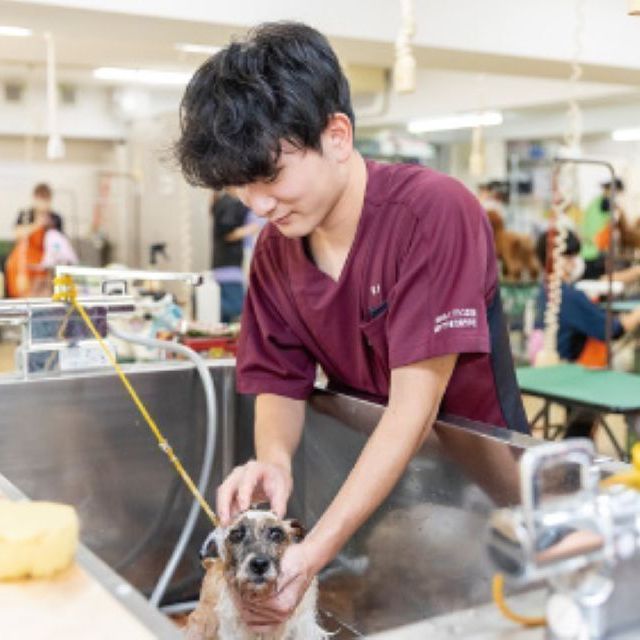 国際ペット総合専門学校 トリマー学科「炭酸の力で毛穴もスッキリ」ワンちゃん炭酸泉体験3