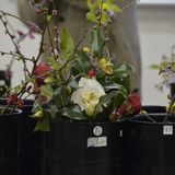 春の花木についての詳細