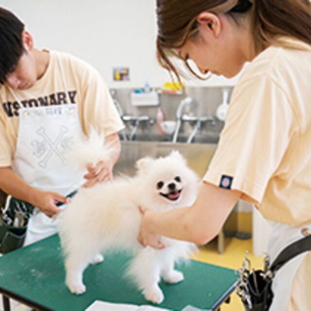専門学校ビジョナリーアーツ ワンコのトータルケアをしよう！1