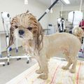 専門学校岡山ビジネスカレッジ メディカルトリマー学科｜犬用パックをやってみよう！