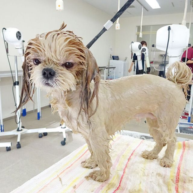 専門学校岡山ビジネスカレッジ メディカルトリマー学科｜犬用パックをやってみよう！1