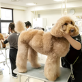 専門学校　福岡ビジョナリーアーツ 【ペット】大型犬のグルーミングに挑戦！