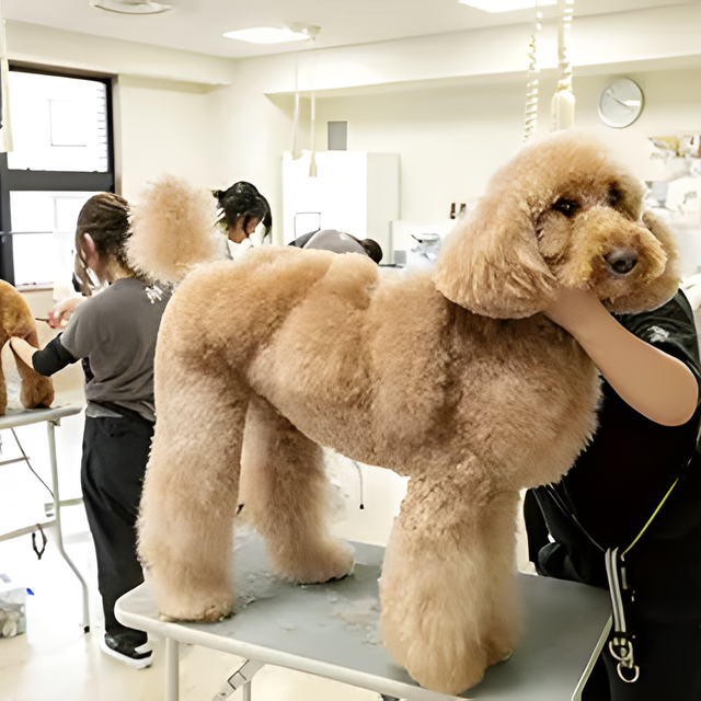 専門学校　福岡ビジョナリーアーツ 【ペット】大型犬のグルーミングに挑戦！1