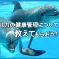 ＴＣＡ東京ＥＣＯ動物海洋専門学校 イルカの健康管理について教えてもらおう！