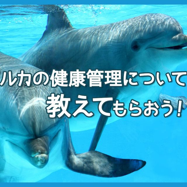 ＴＣＡ東京ＥＣＯ動物海洋専門学校 イルカの健康管理について教えてもらおう！1