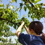 樹木医をめざしたい！の詳細