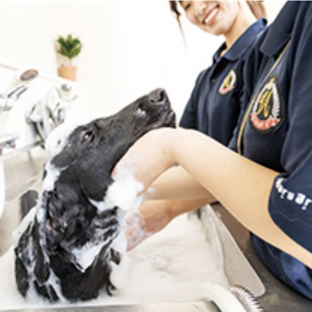 専門学校ビジョナリーアーツ 大型犬のシャンプーに挑戦！1