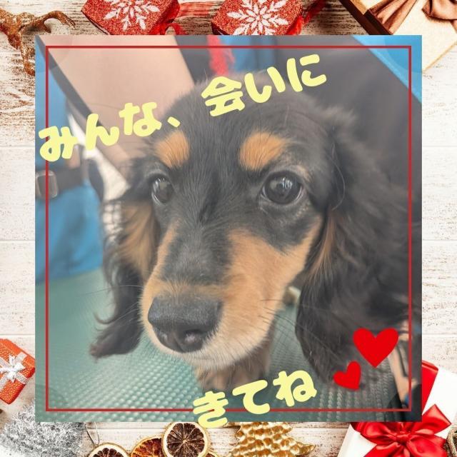 高崎動物専門学校 【ドッグトレーナー】クリスマス特別企画！ペットショップコラボ1