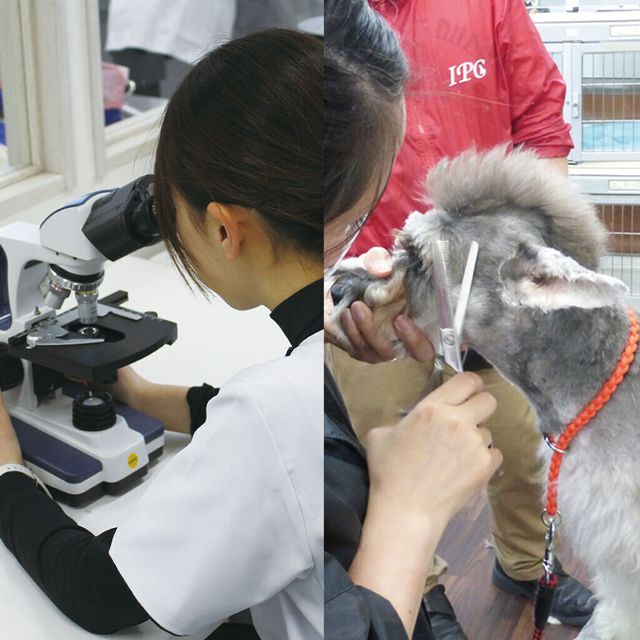 愛知ペット専門学校 ２つのお仕事体験　(愛玩動物看護師＆トリマー体験)1