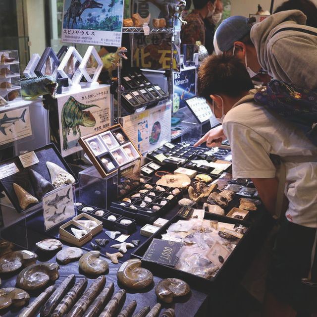 ＴＣＡ東京ＥＣＯ動物海洋専門学校 未知なる化石と鉱物の世界1
