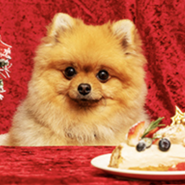 専門学校ビジョナリーアーツ ワンコのX'maxおやつを作ろう1