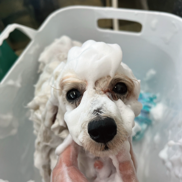 専門学校岡山ビジネスカレッジ メディカルトリマー学科｜犬用パックを一緒にやってみよう！1