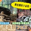 ＴＣＡ東京ＥＣＯ動物海洋専門学校 爬虫類フェス