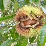 『植物のリーサルウェポン』体験授業を同時開催！の詳細