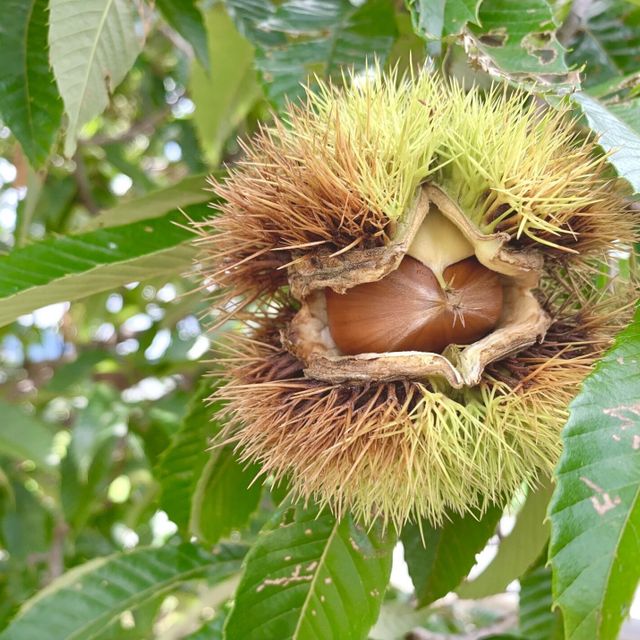 東京環境工科専門学校 『植物のリーサルウェポン』体験授業を同時開催！1