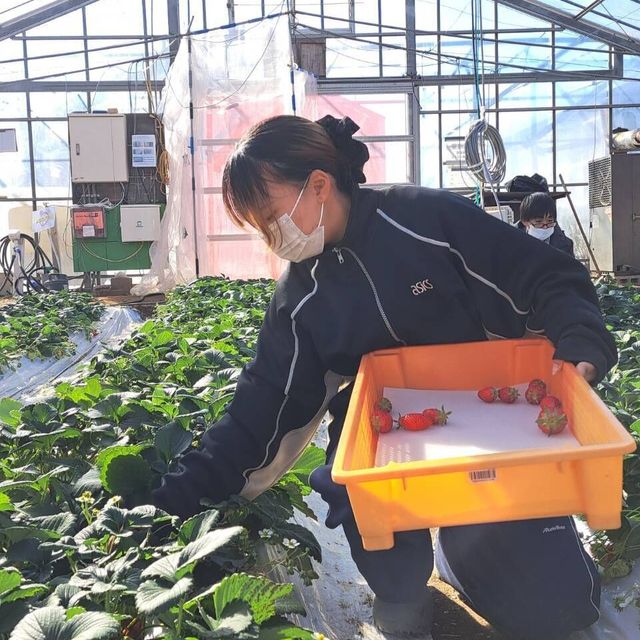 テクノ・ホルティ園芸専門学校 野菜づくり実習★完熟イチゴを収穫！甘さをその場で体感しよう1