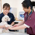 専門学校　福岡ビジョナリーアーツ 【ペット】動物看護学科説明会 ＆お仕事体験