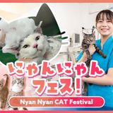 にゃんにゃんフェス！の詳細