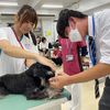 専門学校　ちば愛犬動物フラワー学園 【トリマー】プロの技術！本物のシザーでカット体験☆卒業生SP