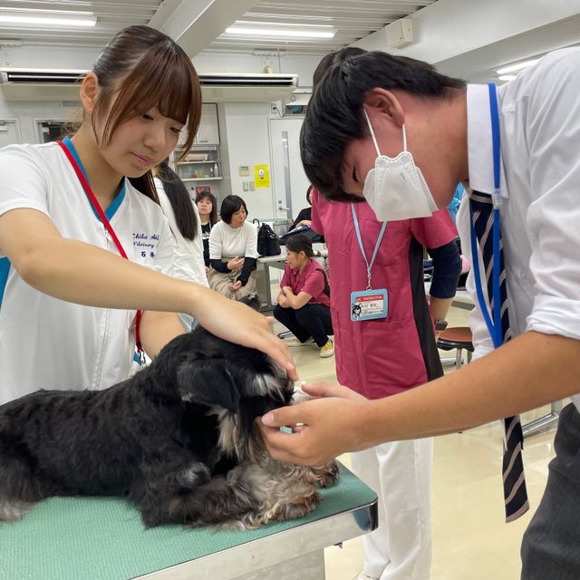 専門学校　ちば愛犬動物フラワー学園 【トリマー】プロの技術！本物のシザーでカット体験☆卒業生SP1