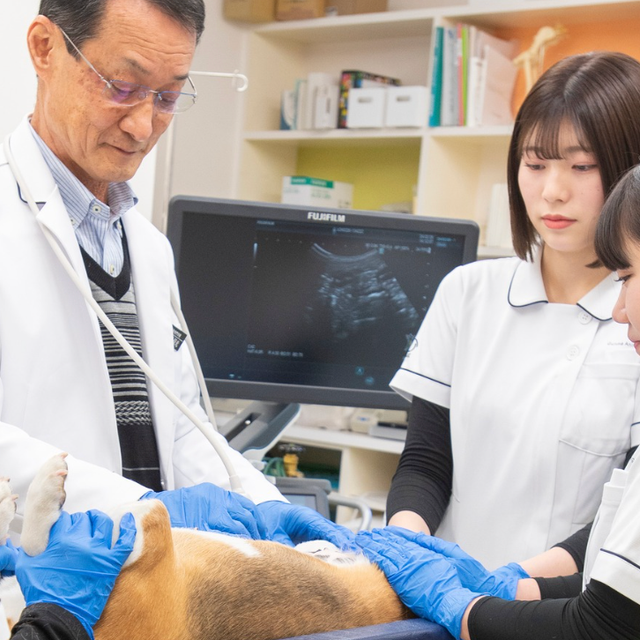 群馬動物専門学校 わんちゃんの心音＆エコーを観察して健康チェックをしよう！1