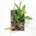 テクノ・ホルティ園芸専門学校 グリーンデザイン実習★着生植物の板づけアートを作ろう！