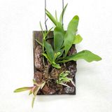 グリーンデザイン実習★着生植物の板づけアートを作ろう！の詳細
