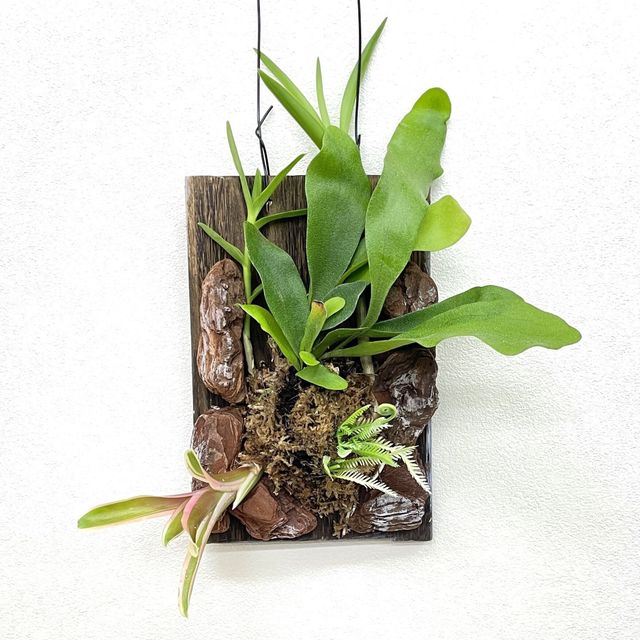 テクノ・ホルティ園芸専門学校 グリーンデザイン実習★着生植物の板づけアートを作ろう！1